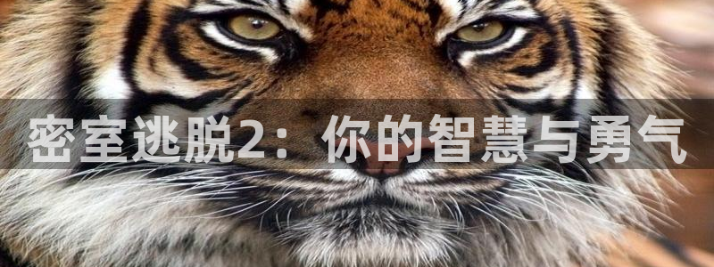 鼎点娱乐平台官网客服电话：密室逃脱2：你的智慧与勇气