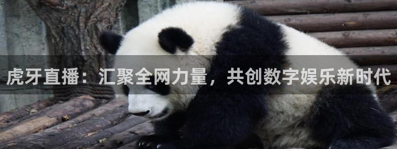 极速体育直播免费观看：虎牙直播：汇聚全网力量，共创数字娱乐新时代